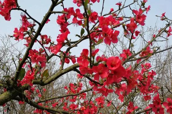 成都有什么賞花的地方 成都有什么賞花的地方