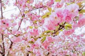 2024鄭州公交賞櫻專線票價及時間