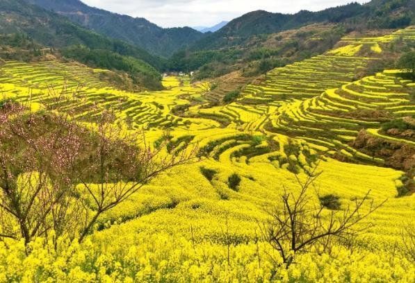 婺源篁嶺油菜花幾月份開花 婺源篁嶺油菜花幾月份開花