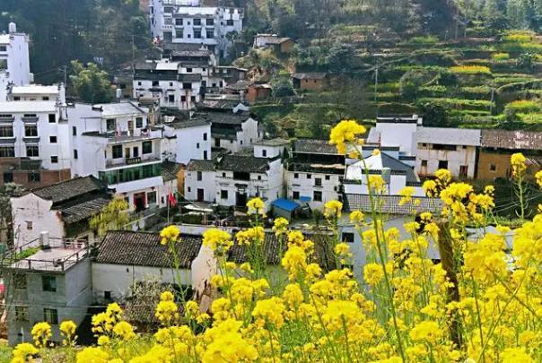 婺源篁嶺油菜花幾月份開花 婺源篁嶺油菜花幾月份開花