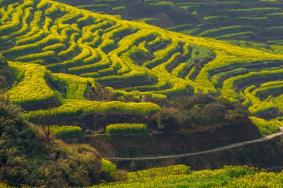 婺源篁嶺油菜花幾月份開(kāi)花