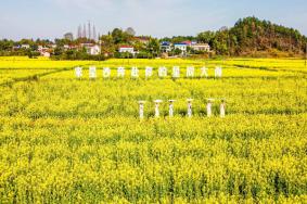 長(zhǎng)沙油菜花欣賞有哪些地方