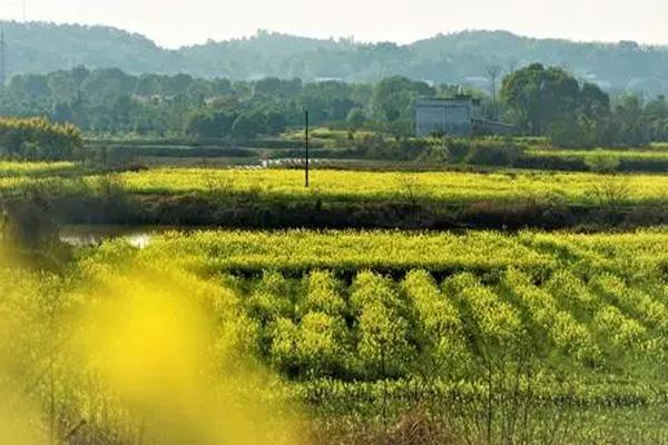 長沙油菜花欣賞有哪些地方 長沙油菜花欣賞有哪些地方