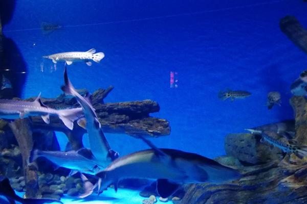 2024蘭州海洋公園表演時間