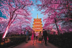 武漢東湖櫻花最佳觀賞時(shí)間2024