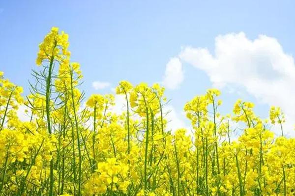 貴陽油菜花去哪看 貴陽油菜花去哪看