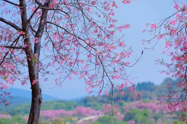 2024韶關(guān)櫻花公園開(kāi)放時(shí)間 2024韶關(guān)櫻花公園開(kāi)放時(shí)間