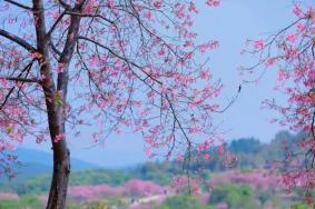 2024韶關櫻花公園開放時間