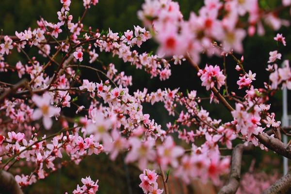 福州哪里有賞桃花的地方 福州哪里有賞桃花的地方