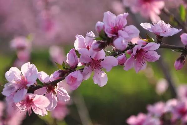 福州哪里有賞桃花的地方 福州哪里有賞桃花的地方