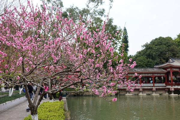 福州哪里有賞桃花的地方 福州哪里有賞桃花的地方