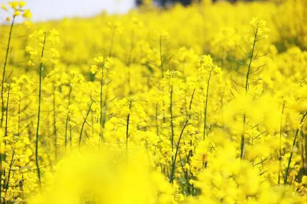 福州哪里可以看到油菜花 福州哪里可以看到油菜花