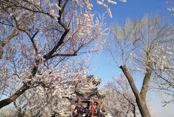 2024天津桃花節(jié)在哪里舉辦 什么時(shí)候開(kāi)始 2024天津桃花節(jié)在哪里舉辦 什么時(shí)候開(kāi)始