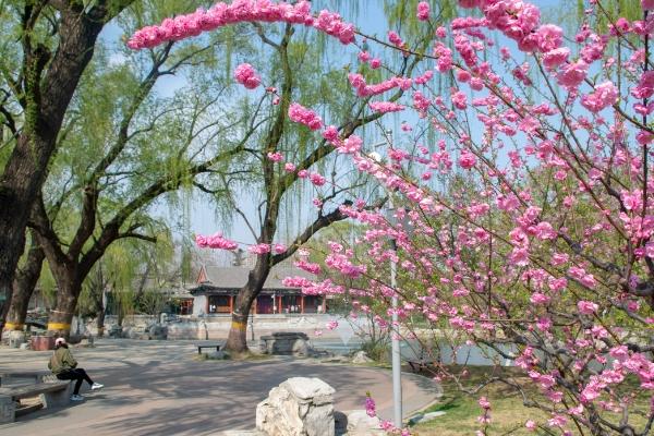 2024天津桃花節(jié)在哪里舉辦 什么時(shí)候開(kāi)始 2024天津桃花節(jié)在哪里舉辦 什么時(shí)候開(kāi)始