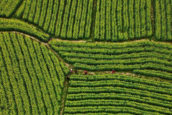 福州哪里可以看到油菜花 福州哪里可以看到油菜花