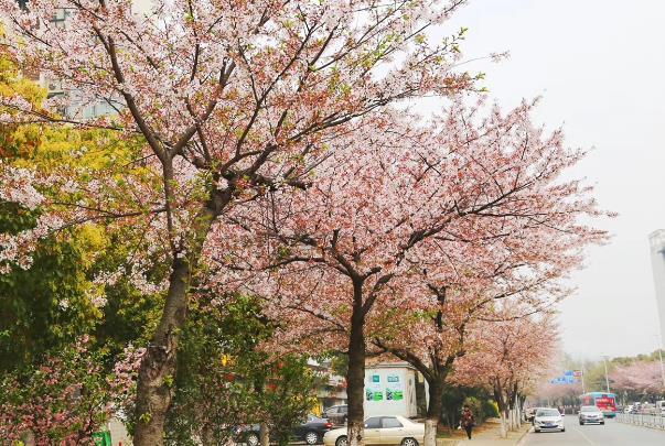 無錫春天哪里好玩 無錫春天哪里好玩