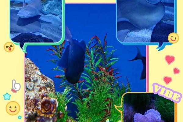 2024年宜昌海底世界歡樂年卡多少錢？怎么辦理？