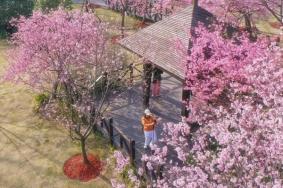 2024上海賞櫻花哪里最好 附最佳觀賞時(shí)間介紹及地點(diǎn)推薦