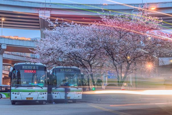 上海賞櫻花好去處 上海賞櫻花好去處