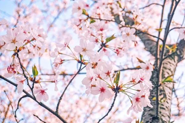 無錫免費(fèi)櫻花景點(diǎn)在哪里 無錫免費(fèi)櫻花景點(diǎn)在哪里