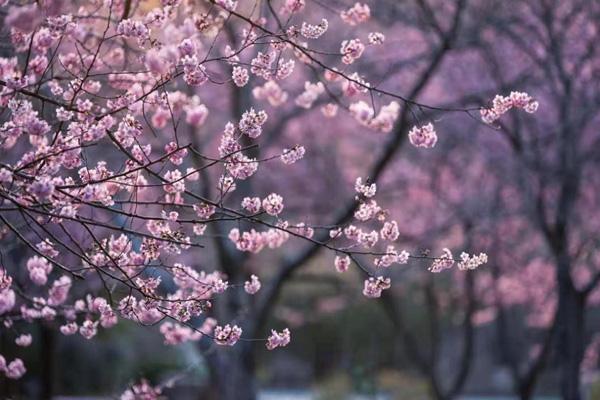 無錫免費(fèi)櫻花景點(diǎn)在哪里 無錫免費(fèi)櫻花景點(diǎn)在哪里