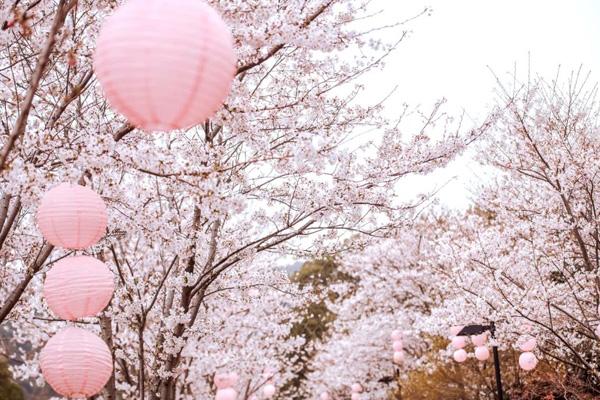 無錫免費(fèi)櫻花景點(diǎn)在哪里 無錫免費(fèi)櫻花景點(diǎn)在哪里