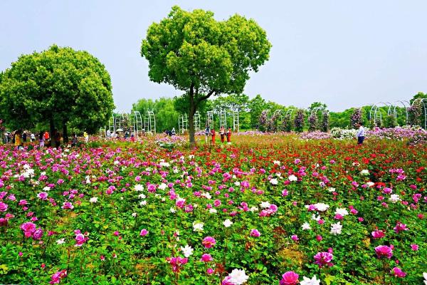 無錫哪里野餐比較合適 無錫哪里野餐比較合適