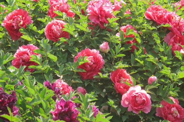 重慶墊江看牡丹花在哪里 重慶墊江看牡丹花在哪里