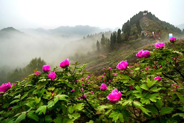 重慶墊江看牡丹花在哪里 重慶墊江看牡丹花在哪里