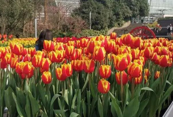重慶哪里有郁金香花海 重慶哪里有郁金香花海