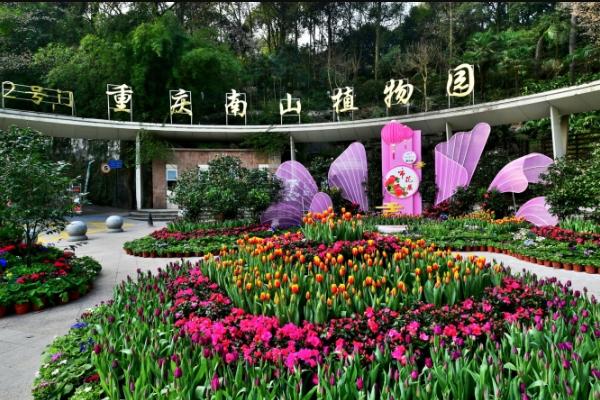 重慶看郁金香的地方在哪里 重慶看郁金香的地方在哪里