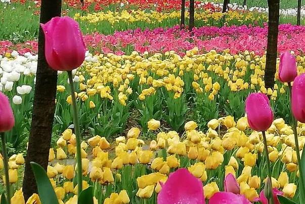 重慶看郁金香的地方在哪里 重慶看郁金香的地方在哪里