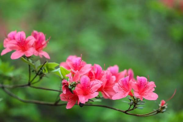 天津春天賞花的地方有哪些 天津春天賞花的地方有哪些