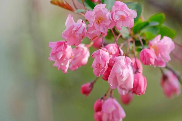 天津春天賞花的地方有哪些 天津春天賞花的地方有哪些