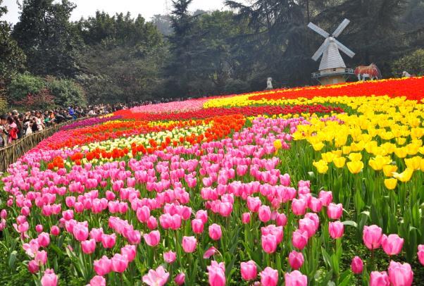 重慶看郁金香的地方在哪里 重慶看郁金香的地方在哪里