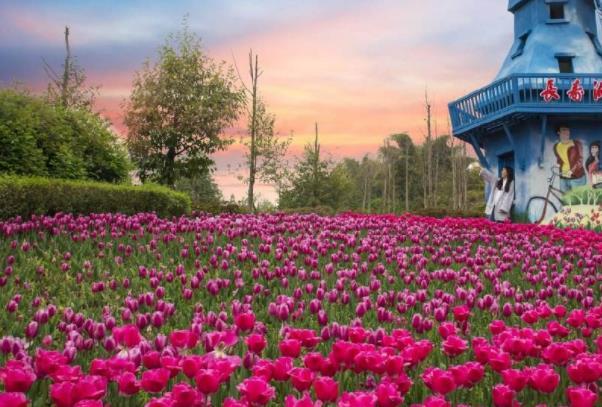 重慶哪里有郁金香花海 重慶哪里有郁金香花海