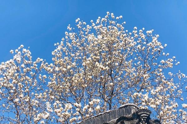 蘇州春天開的花有哪些 蘇州春天開的花有哪些