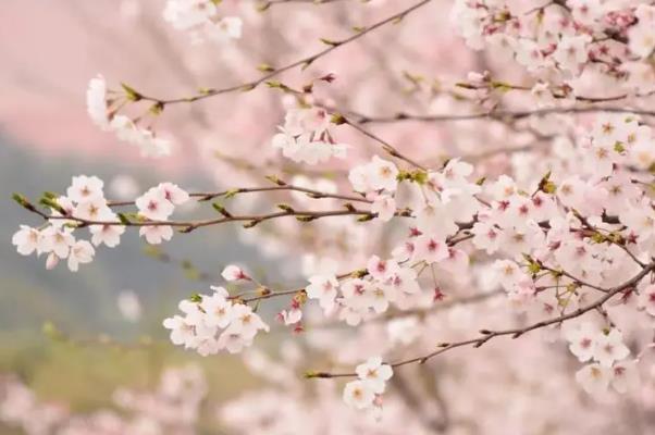 蘇州春天開的花有哪些 蘇州春天開的花有哪些