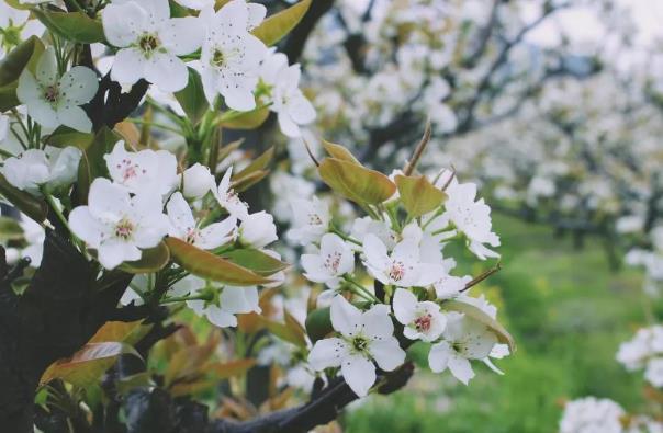 蘇州春天開的花有哪些 蘇州春天開的花有哪些
