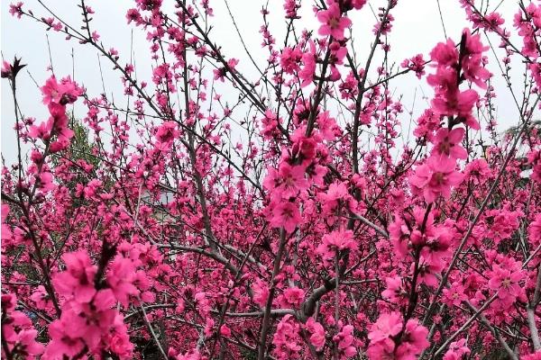 洛陽市區(qū)公交賞花路線有哪些 洛陽市區(qū)公交賞花路線有哪些