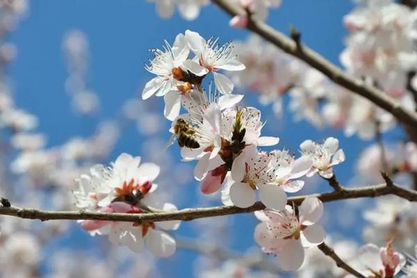 天津春天賞花的地方有哪些 天津春天賞花的地方有哪些