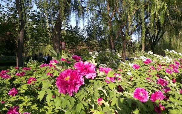 洛陽市區(qū)公交賞花路線有哪些 洛陽市區(qū)公交賞花路線有哪些