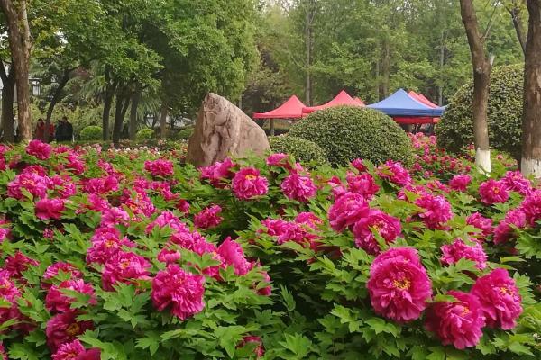 洛陽市區(qū)公交賞花路線有哪些 洛陽市區(qū)公交賞花路線有哪些