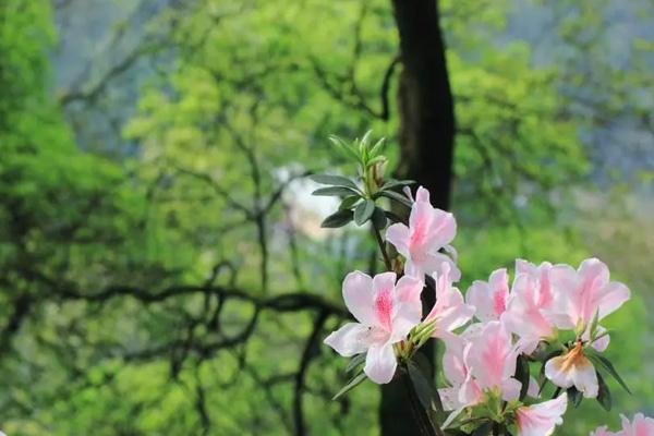 肇慶看花哪里好 肇慶看花哪里好
