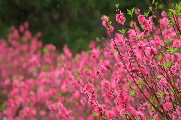 肇慶去哪看櫻花 肇慶去哪看櫻花