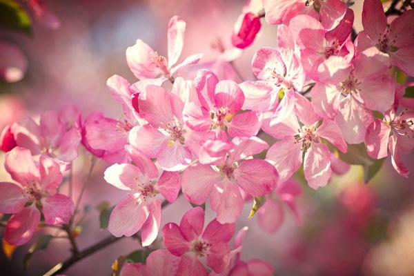 肇慶去哪看櫻花 肇慶去哪看櫻花