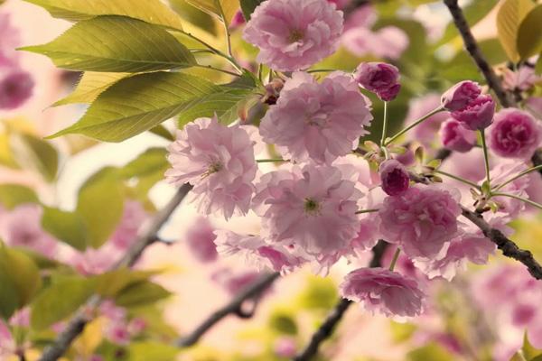 肇慶去哪看櫻花 肇慶去哪看櫻花