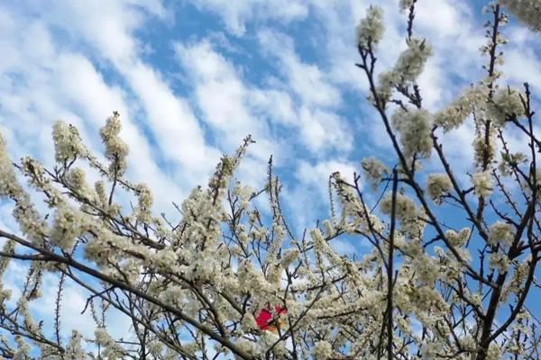 肇慶哪里有李子花看 肇慶哪里有李子花看