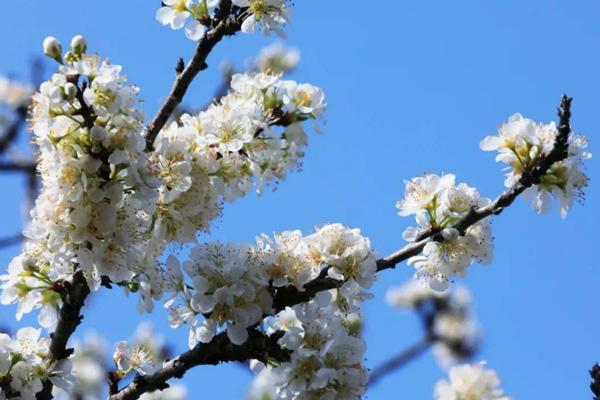 肇慶哪里有李子花看 肇慶哪里有李子花看