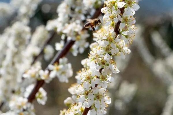 肇慶哪里有李子花看 肇慶哪里有李子花看